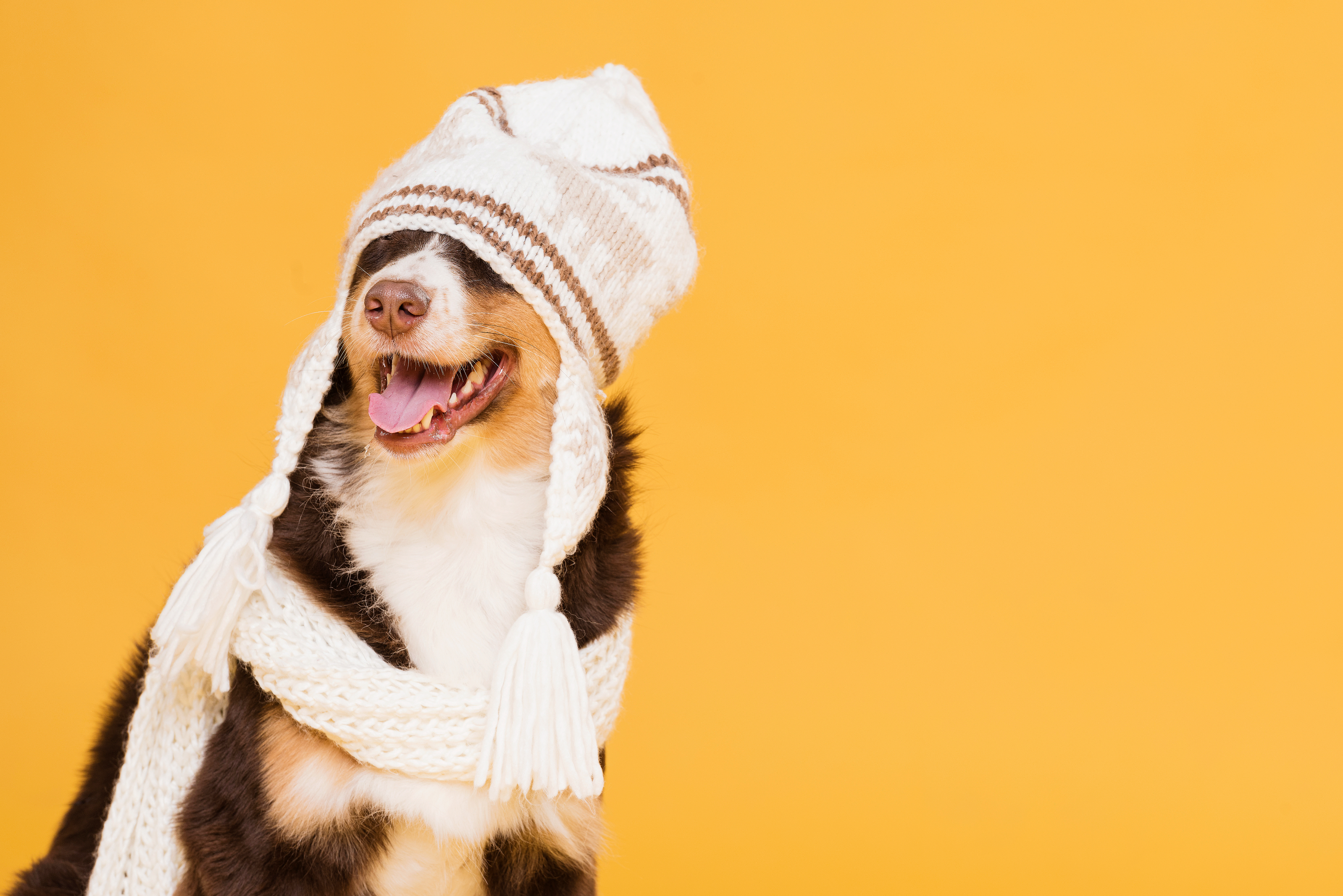 The ultimate winter guide for pets	